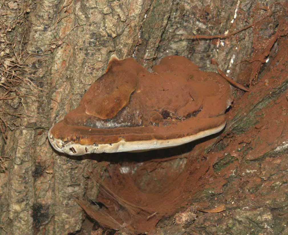 Ganoderma lipsiense