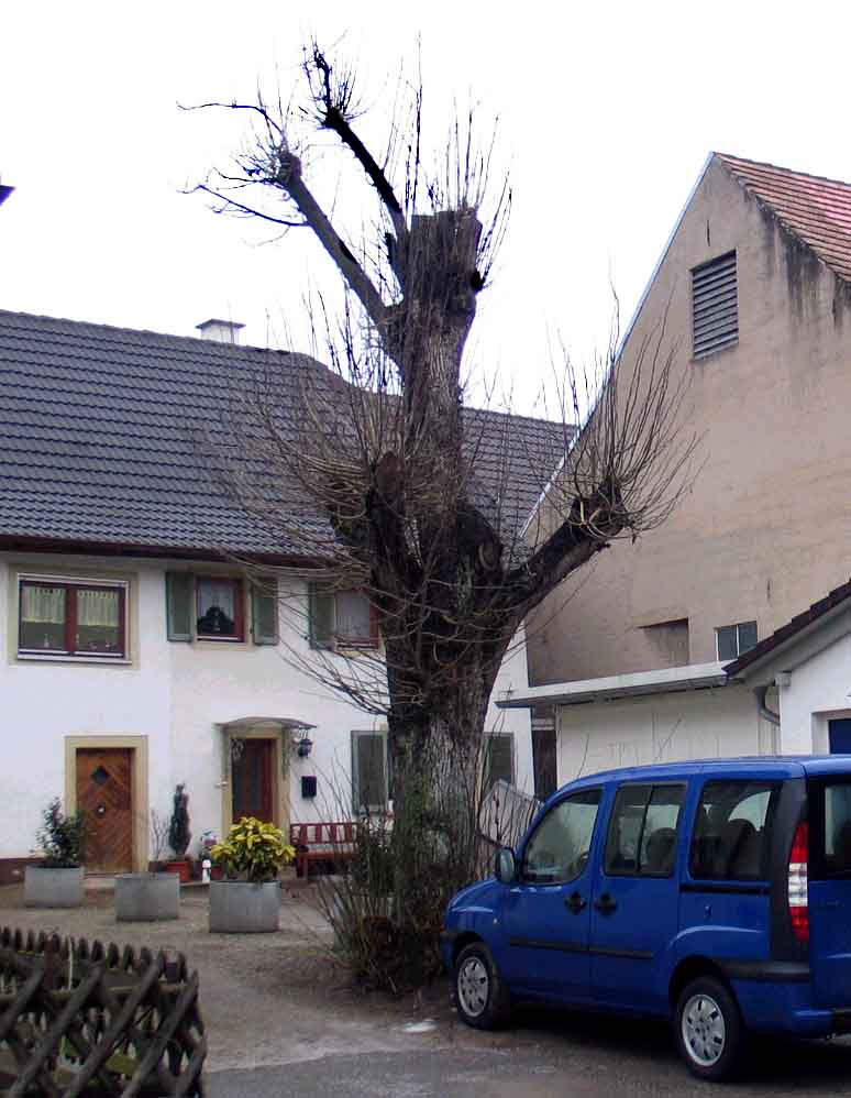 schlecht gestutzter Baum